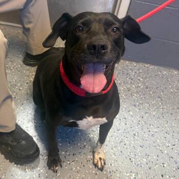 Kola -  Labrador Retriever and Pit Bull Terrier Dog for Adoption in Tuscaloosa, Alabama - Kola | PetCurious