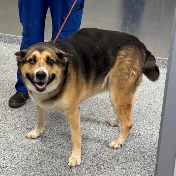 Hound and Mixed Breed Dogs Available for Adoption in Greenville, South Carolina - Lexie | PetCurious