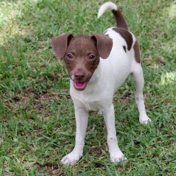 Baby Willow -  Mixed Breed Dog for Adoption in Miami, Florida - Baby Willow | PetCurious