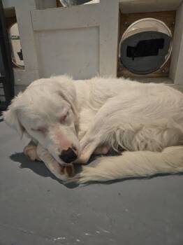 Rescue Australian Shepherd Dogs for Adoption in Burlington, Washington - Bolt | PetCurious