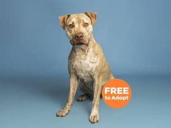 SMOKEY -  Pit Bull Terrier and Mixed Breed Dog for Adoption in Phoenix, Arizona - SMOKEY | PetCurious