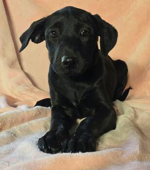 Marigold -  Labrador Retriever and Black Labrador Retriever Dog for Adoption in New York, New York - Marigold | PetCurious