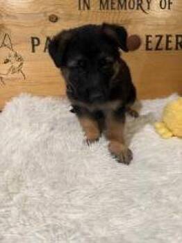 #6 red and black -  Mixed Breed Dog for Adoption in Hot Springs, South Dakota - #6 Red And Black | PetCurious