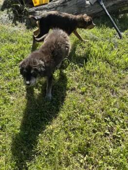 Mixed Breed Dogs Available for Adoption in Wyoming, Michigan - Jeff | PetCurious
