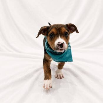 Mixed Breed Dogs Available for Adoption in Canal Winchester, Ohio - Marlena | PetCurious