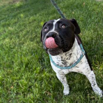 Rescue American Staffordshire Terrier Dogs for Adoption in San Jacinto, California - Marbles | PetCurious