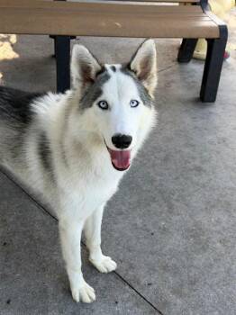 Siberian Husky Dogs Available for Adoption in Fort Myers, Florida - YUKON | PetCurious