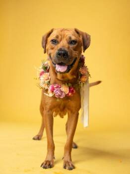 Dapple -  Mixed Breed Dog for Adoption in Atlanta, Georgia - Dapple | PetCurious