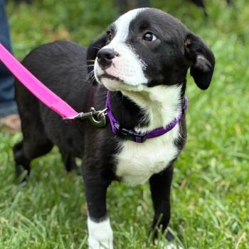 Tiger -  Labrador Retriever Dog Available for Adoption in South Elgin, Illinois - Tiger | PetCurious