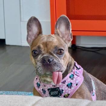 Rescue French Bulldog Dogs for Adoption in Palm Harbor, Florida - Pumpkin | PetCurious