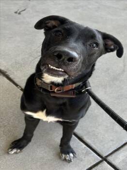 *RANGER -  Labrador Retriever and Pit Bull Terrier Dog for Adoption in Woodland, California - *RANGER | PetCurious