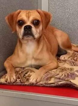 Rescue Pug Dogs for Adoption in Waupaca, Wisconsin - Sophie | PetCurious