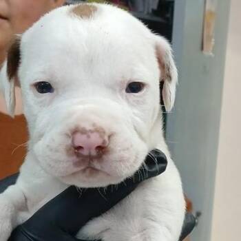 Alex (Lola Pup 2) -  Hound and Mixed Breed Dog for Adoption in Marble, North Carolina - Alex (Lola Pup 2) | PetCurious