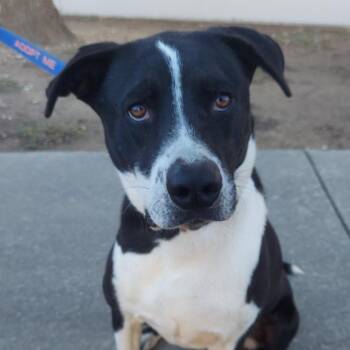 Rescue Spaniel and Pointer Dogs for Adoption in Austin, Texas - Bobby JuM | PetCurious