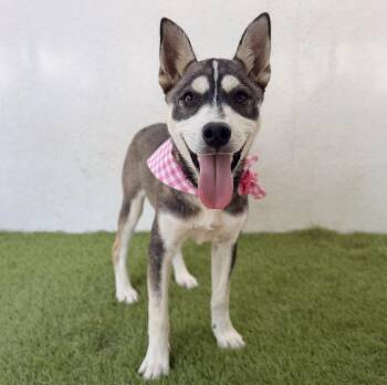 ALASKA -  Husky Dog for Adoption in San Diego, California - ALASKA | PetCurious