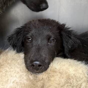 Carlton -  Border Collie Dog for Adoption in Birmingham, Alabama - Carlton | PetCurious