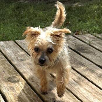 Mindy -  Yorkshire Terrier Dog for Adoption in Broken Arrow, Oklahoma - Mindy | PetCurious