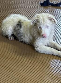 BINDI -  Australian Shepherd and Aussiedoodle Dog for Adoption in Elyria, Ohio - BINDI | PetCurious