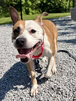 Mixed Breed Dogs Available for Adoption in Cincinnati, Ohio - Jubilee (Juju) | PetCurious