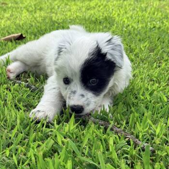 Patchy -  Australian Cattle Dog Blue Heeler and Great Pyrenees Dog for Adoption in Columbia, Maryland - Patchy | PetCurious