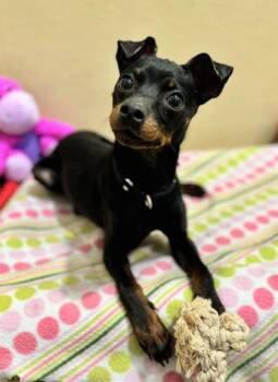 Mixed Breed Dogs Available for Adoption - Tim Drake | PetCurious