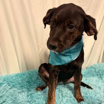 Mixed Breed Dogs Available for Adoption in Canal Winchester, Ohio - Juniper | PetCurious