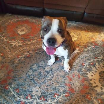 Rescue Pit Bull Terrier and Mixed Breed Dogs for Adoption in Hamden, Connecticut - Callie (Surrender) | PetCurious