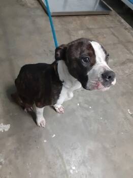 Rescue Mixed Breed Dogs for Adoption in Batavia, Ohio - Scotty | PetCurious