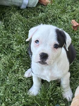 Labrador Retriever and Pit Bull Terrier Dogs Available for Adoption in Holly Springs, North Carolina - Bliss (Blossom Litter) | PetCurious
