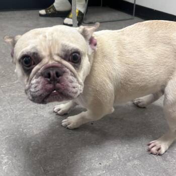 Balenci -  French Bulldog Dog for Adoption in Philadelphia, Pennsylvania - Balenci | PetCurious