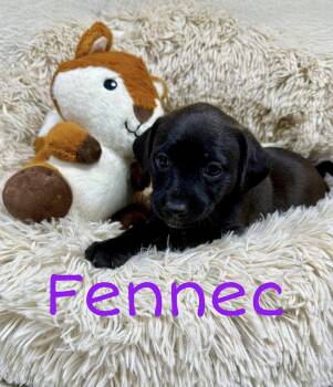 Labrador Retriever Dogs Available for Adoption in Newport, Kentucky - Fennec | PetCurious