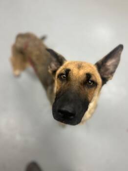 Punkrot (Mom of Px2) -  German Shepherd Dog Dog for Adoption in Hartsville, South Carolina - Punkrot (Mom Of Px2) | PetCurious