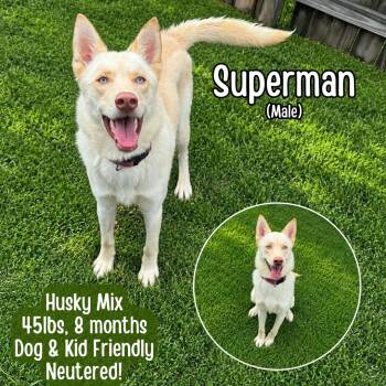 Superman -  Husky Dog for Adoption in Lancaster, Kentucky - Superman | PetCurious