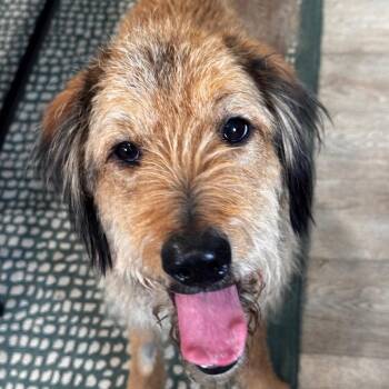 BB (Big Bella)624 -  Irish Terrier and Mixed Breed Dog for Adoption in Indiantown, Florida - BB (Big Bella)624 | PetCurious