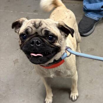 Pug Dogs Available for Adoption in Yuma, Arizona - Morticia | PetCurious