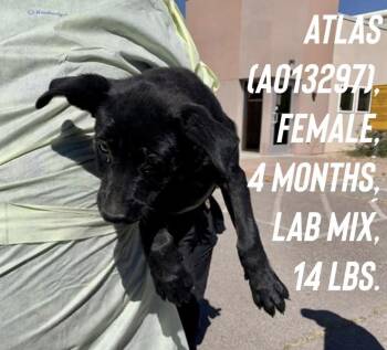 Atlas -  Labrador Retriever and Border Collie Dog for Adoption in Estes Park, Colorado - Atlas | PetCurious