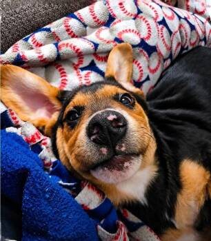 Mixed Breed Dogs Available for Adoption in Dorr, Michigan - Axel | PetCurious