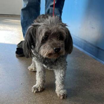 Baxster -  Poodle Dog for Adoption in Kingman, Arizona - Baxster | PetCurious