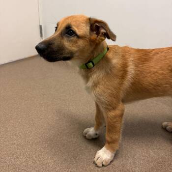 Apricot -  Great Pyrenees and Shepherd Dog for Adoption in South Elgin, Illinois - Apricot | PetCurious