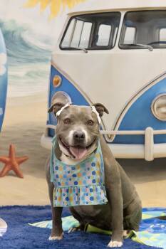 Darling -  American Staffordshire Terrier and Pit Bull Terrier Dog for Adoption in Chandler, Arizona - Darling | PetCurious