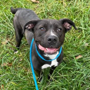 Pit Bull Terrier Dogs Available for Adoption - Bitsy | PetCurious