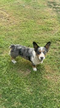 Milo - ADOPTION IN PROCESS -  Corgi Dog for Adoption in Grafton, Wisconsin - Milo - ADOPTION IN PROCESS | PetCurious