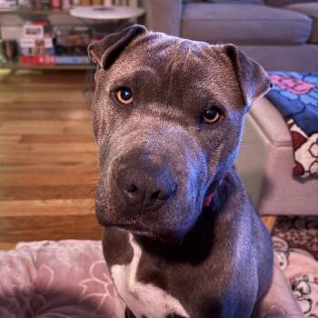 Pit Bull Terrier and Shar Pei Dogs Available for Adoption - Velma | PetCurious
