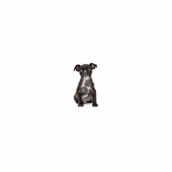 Autumn -  Boston Terrier and Mixed Breed Dog for Adoption in Los Angeles, California - Autumn | PetCurious