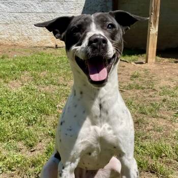 Australian Cattle Dog Blue Heeler and Pointer Dogs Available for Adoption in Sautee Nacoochee, Georgia - Mae | PetCurious
