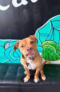 JUNIOR -  Pit Bull Terrier Dog for Adoption in Vandergrift, Pennsylvania - JUNIOR | PetCurious