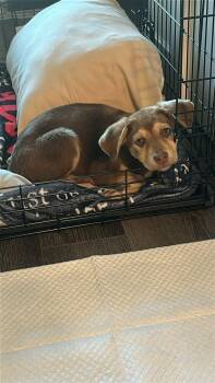 Mixed Breed Dogs Available for Adoption - Hershey | PetCurious