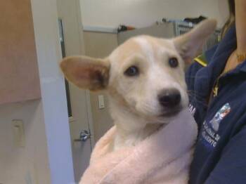 PEONY -  Irish Terrier and Mixed Breed Dog for Adoption in Sacramento, California - PEONY | PetCurious