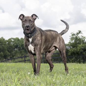 Draco -  Mixed Breed Dog for Adoption in Franklin, Tennessee - Draco | PetCurious
