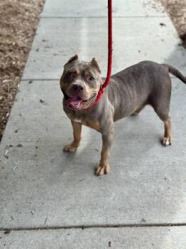 Lizzie -  American Bully Dog for Adoption in Benton Harbor, Michigan - Lizzie | PetCurious